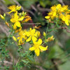 1500 Great SAINT JOHNS WORT St John's Hypericum Pyramidatum Yellow Flower Herb Seeds