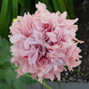 100 Flemish Antique PEONY POPPY MIXED Colors  Papaver Peoniflorum Flower Seeds