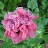 100 Flemish Antique PEONY POPPY MIXED Colors  Papaver Peoniflorum Flower Seeds