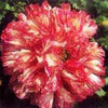 100 Flemish Antique PEONY POPPY MIXED Colors  Papaver Peoniflorum Flower Seeds