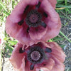 1000 MIXED Colors ORIENTAL POPPY Papaver Orientale Flower Seeds