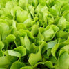 3000 Loose Leaf Green GRAND RAPIDS LETTUCE Lactuca Sativa Vegetable Seeds