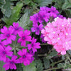 200 Pink & Purple MOSS VERBENA Verbena Tenuisecta Fragrant Hummingbird Flower Seeds