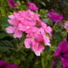 200 Pink & Purple MOSS VERBENA Verbena Tenuisecta Fragrant Hummingbird Flower Seeds