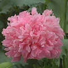 250 Bombast ROSE PEONY POPPY Papaver Peoniflorum Flower Seeds