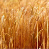 100 Common BARLEY Hordeum Vulgare Grain Grass Cover Crop Beer Seeds