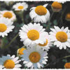 500 ROMAN CHAMOMILE Chamaemelum Nobile Herb Flower Seeds