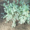 500 ROMAN CHAMOMILE Chamaemelum Nobile Herb Flower Seeds