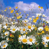 500 ROMAN CHAMOMILE Chamaemelum Nobile Herb Flower Seeds