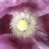 1000 LAVENDER POPPY Purple Papaver Somniferum Flower Seeds
