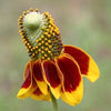 500 MEXICAN HAT Ratibida Columnaris Flower Seeds