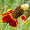 500 MEXICAN HAT Ratibida Columnaris Flower Seeds
