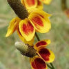 500 MEXICAN HAT Ratibida Columnaris Flower Seeds