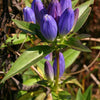 200 BOTTLE GENTIAN (Closed or Blind Gentian / Cloistered Heart) Gentiana Andrewsii Flower Seeds