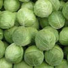 500 GOLDEN ACRE Early CABBAGE Brassica Oleracea Capitata Vegetable Seeds