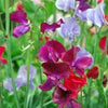 60 Mixed Colors SWEET PEA ROYAL Family Mix Lathyrus Odoratus Flower Vine Seeds