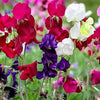 60 Mixed Colors SWEET PEA ROYAL Family Mix Lathyrus Odoratus Flower Vine Seeds