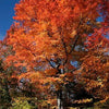 20 Tartarian FLAME MAPLE TREE Red Acer Tartaricum Seeds