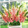 2000 PINK SNAPDRAGON Linaria Maroccana Flower Seeds