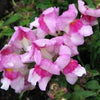 2000 PINK SNAPDRAGON Linaria Maroccana Flower Seeds