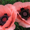 100 Princess Victoria Louise ORIENTAL POPPY Papaver Orientale Flower Seeds