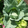 500 FLAT DUTCH Late CABBAGE Brassica Oleracea Capitata Vegetable Seeds