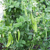 50 SNOW PEA Pisum Sativum Vegetable Seeds