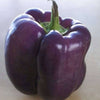 75 PURPLE BEAUTY PEPPER ( Sweet Mild Bell ) Capsicum Annuum Vegetable Seeds