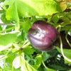 75 PURPLE BEAUTY PEPPER ( Sweet Mild Bell ) Capsicum Annuum Vegetable Seeds