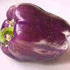 75 PURPLE BEAUTY PEPPER ( Sweet Mild Bell ) Capsicum Annuum Vegetable Seeds