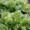 3000 GREEN CURLED ENDIVE (Salad Endive / Moss Curled Endive / Escarole) Cichorium Endivia Vegetable Seeds