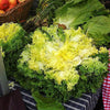 3000 GREEN CURLED ENDIVE (Salad Endive / Moss Curled Endive / Escarole) Cichorium Endivia Vegetable Seeds