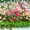 100 Mixed CARNATION / DOUBLE DIANTHUS Chinensis Flower Seeds