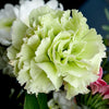 100 Mixed CARNATION / DOUBLE DIANTHUS Chinensis Flower Seeds