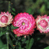 50 PINK DOUBLE STRAWFLOWER Helichrysum Bracteatum Flower Seeds