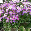 1000 EVENING (night) SCENTED STOCK Matthiola Longipetala Bicornis Flower Seeds