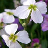 1000 EVENING (night) SCENTED STOCK Matthiola Longipetala Bicornis Flower Seeds