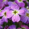 1000 EVENING (night) SCENTED STOCK Matthiola Longipetala Bicornis Flower Seeds