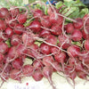 250 EARLY WONDER BEET Beta Vulgaris Vegetable Seeds