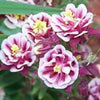 50 Double WINKY ROSE & White COLUMBINE Aquilegia Vulgaris Flower Seeds