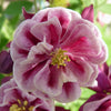 50 Double WINKY ROSE & White COLUMBINE Aquilegia Vulgaris Flower Seeds