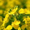 1000 Dwarf ESSEX RAPE KALE Brassica Napus Vegetable Seeds