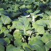 1000 Dwarf ESSEX RAPE KALE Brassica Napus Vegetable Seeds