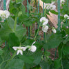 50 Super SUGAR SNAP PEA Pisum Sativum Macrocarpon Vegetable Seeds