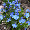 200 SKY BLUE LOBELIA Regatta Lobelia Erinus Flower Seeds