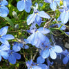200 SKY BLUE LOBELIA Regatta Lobelia Erinus Flower Seeds