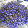 200 LILAC Purple LOBELIA REGATTA Lobelia Erinus Flower Seeds