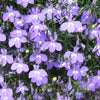 200 LILAC Purple LOBELIA REGATTA Lobelia Erinus Flower Seeds