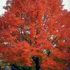 25 Scarlet CAROLINA RED MAPLE Tree Acer Rubrum Seeds