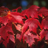 25 Scarlet CAROLINA RED MAPLE Tree Acer Rubrum Seeds